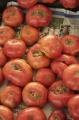 tomates : 0,40 € le kilo