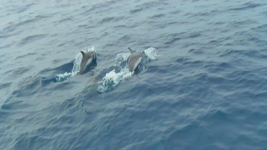 les dauphins de Véro