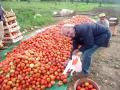on peut choisir ses tomates, pour 0.40 euros le kg